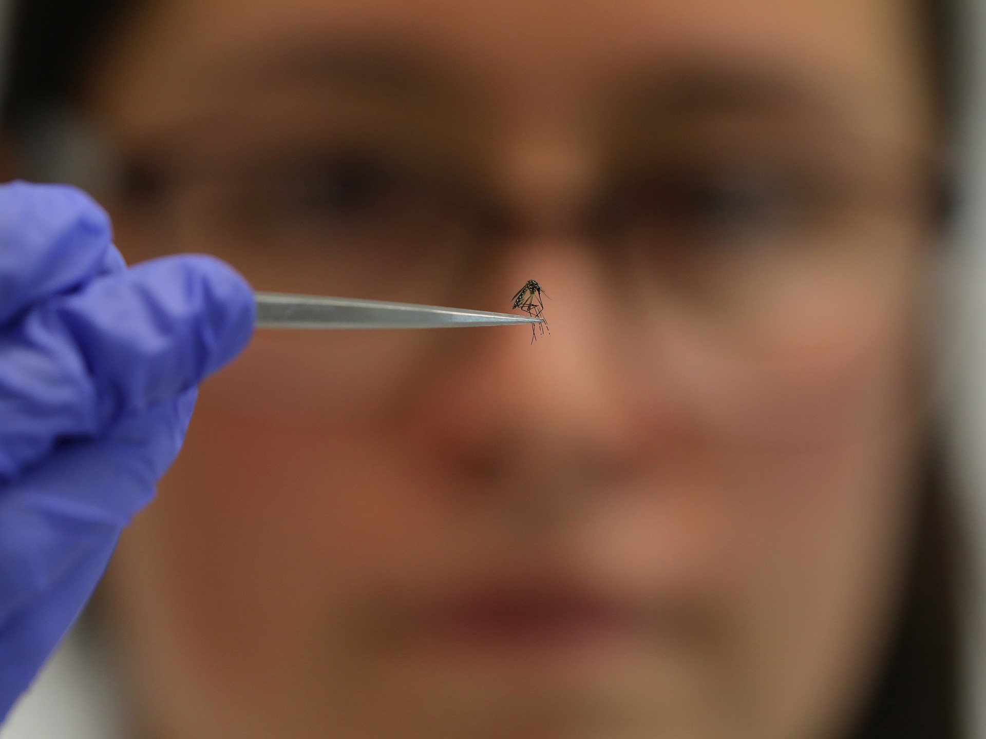 Could mosquitoes deliver vaccines against malaria? | Health News